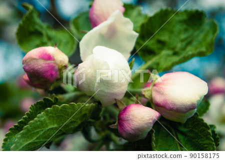 Fresh beautiful flowers of the apple tree. Fresh beautiful flowers of the apple tree. 90158175