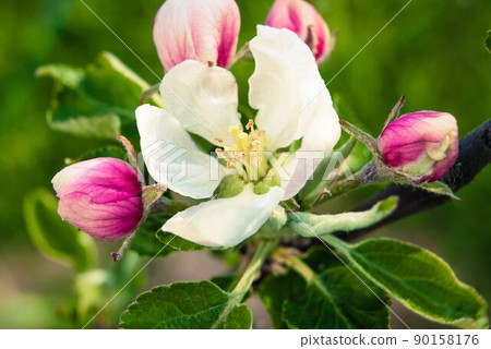 Fresh beautiful flowers of the apple tree. 90158176