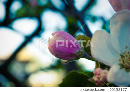 Beautiful pink apple flowers, spring background. Beautiful pink apple flowers, spring background. 90158177