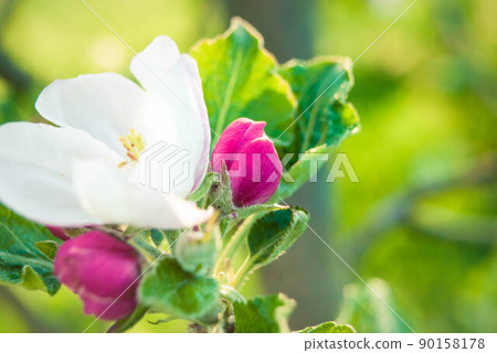 Beautiful pink apple flowers, spring background. Beautiful pink apple flowers, spring background. 90158178