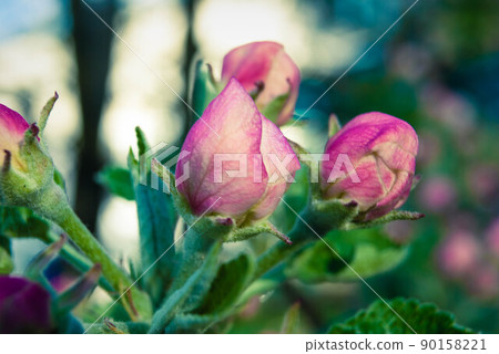 Fresh spring beautiful flowers of the apple tree. 90158221