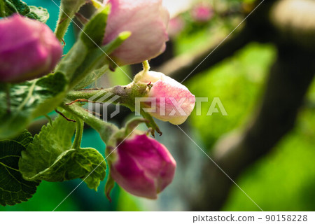 Beautiful pink apple flowers, spring background. Beautiful pink apple flowers, spring background. 90158228