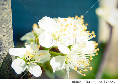 Cherry flowers, beautiful spring background. Cherry flowers, beautiful spring background. 90158229