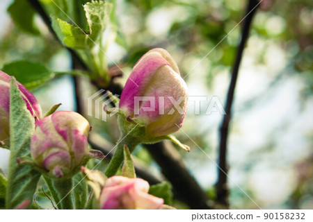 Beautiful pink apple flowers, spring background. Beautiful pink apple flowers, spring background. 90158232