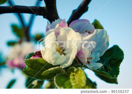 Beautiful pink apple flowers, spring background. Beautiful pink apple flowers, spring background. 90158237