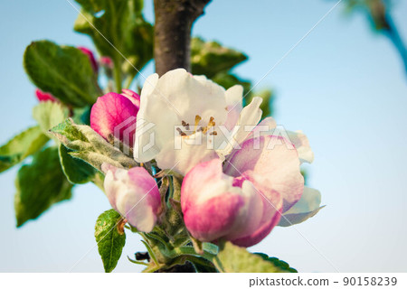 Beautiful pink apple flowers, spring background. 90158239