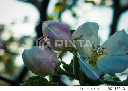 Beautiful pink apple flowers, spring background. Beautiful pink apple flowers, spring background. 90158340