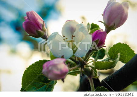 Fresh beautiful flowers of the apple tree. Fresh beautiful flowers of the apple tree. 90158341