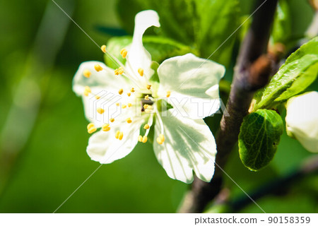 Cherry flowers, beautiful spring background. Cherry flowers, beautiful spring background. 90158359