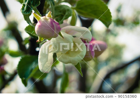 Beautiful pink apple flowers, spring background. Beautiful pink apple flowers, spring background. 90158360