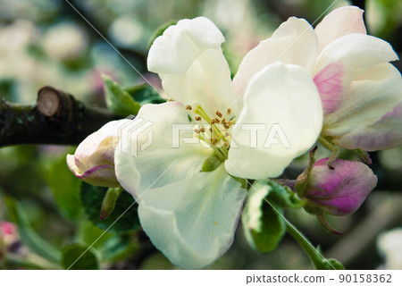 Beautiful pink apple flowers, spring background. 90158362