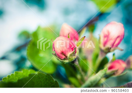 Beautiful pink apple flowers, spring background. 90158403
