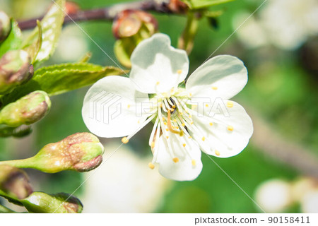 Cherry flowers, beautiful spring background. Cherry flowers, beautiful spring background. 90158411