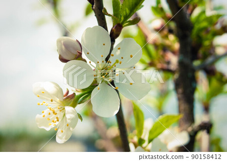 Fresh spring beautiful flowers of the cherry tree. Fresh spring beautiful flowers of the cherry tree. 90158412