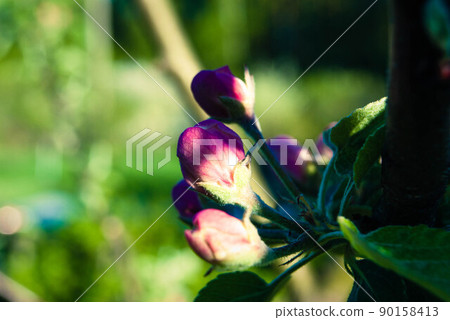 Beautiful pink apple flowers, spring background. Beautiful pink apple flowers, spring background. 90158413