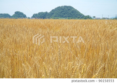 Otogo Castle, which is related to the barley field and Ukita Naoie, which has reached the harvest season 2 Higashi-ku, Okayama City, Okayama Prefecture 90158553