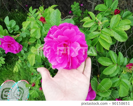 Bright lush fragrant blooming pink wild rose, rosehip flower 90158651