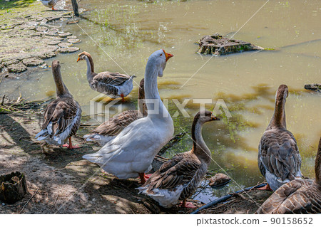 Beautiful geese near the pond in the zoo of a country hotel Beautiful geese near the pond in the zoo of a country hotel 90158652