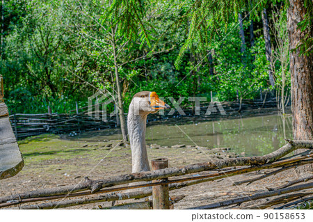 Greylag goose stares, zoo in a country hotel 90158653