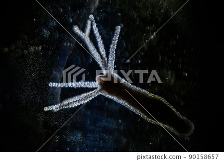 Hydra vulgaris on darkfield under a light microscope, freshwater hydra taken from the pond 90158657