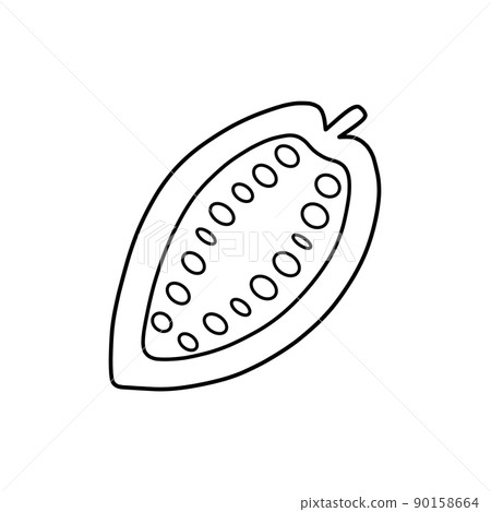 Cross section of cacao fruit (line drawing) Cross section of cacao fruit (line drawing) 90158664
