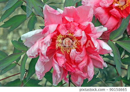 Peony (Yoshikawa Park) 90158665