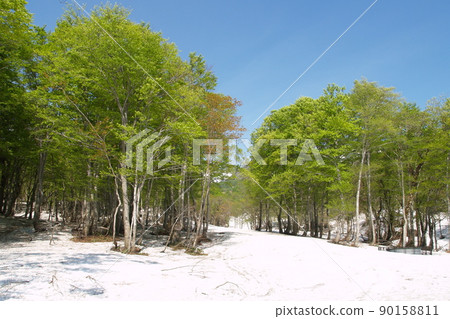 殘雪和新鮮的綠色森林 90158811