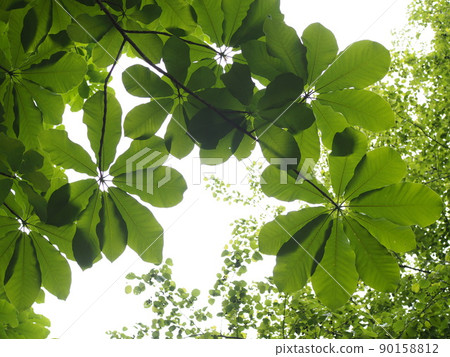 仰望玉蘭 90158812