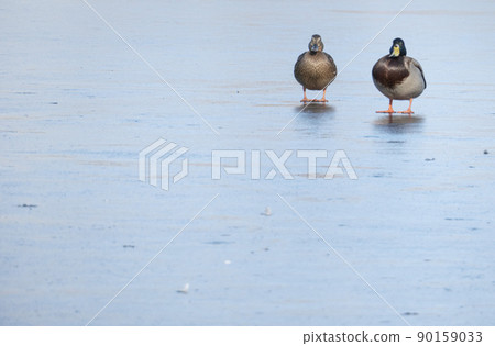 A duck pair for the winter. love wings concept. Copy space. 90159033