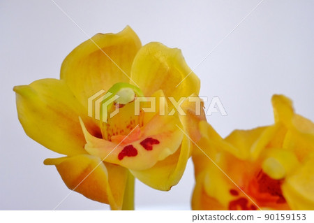 大花蕙蘭花，據說是深窗裡的美人 90159153