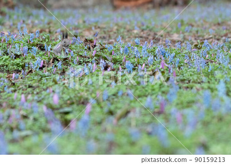 Corydalis vulgaris, Ezoris 在刺槐花園裡 90159213