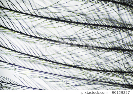 Feather from a pillow under a microscope, magnification of 40 times 90159237