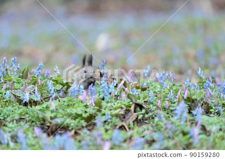 Corydalis vulgaris, Ezoris 在刺槐花園裡 90159280