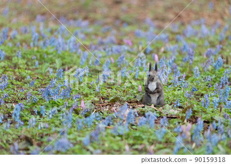Corydalis vulgaris, Ezoris 在刺槐花園裡 90159318