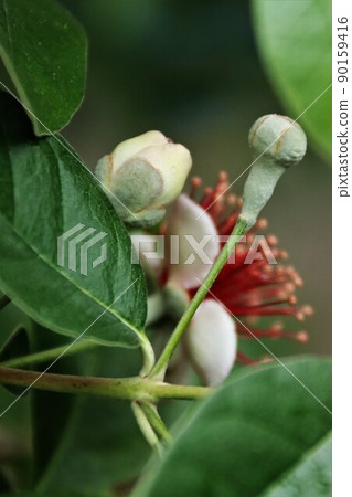 Feijoa buds Feijoa buds 90159416