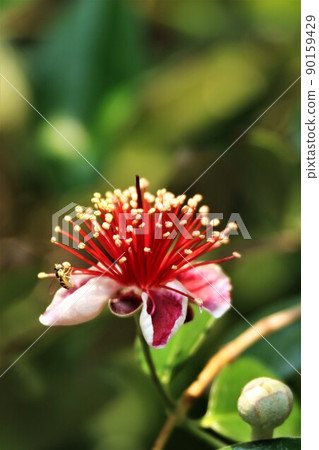 A 虻 that stops at the stamen of feijoa A 虻 that stops at the stamen of feijoa 90159429