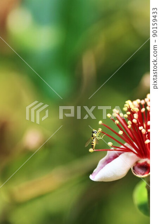 A 虻 that stops at the stamen of feijoa 90159433