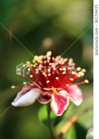 Feijoa flowers and hovering 虻 Feijoa flowers and hovering 虻 90159435