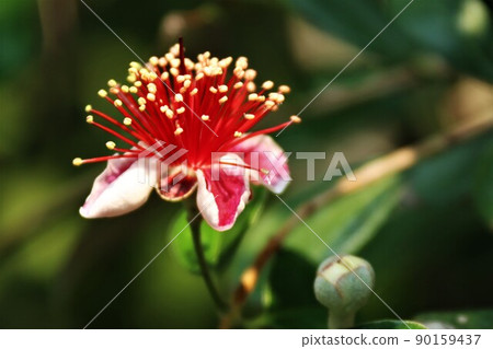 Feijoa's flower 90159437