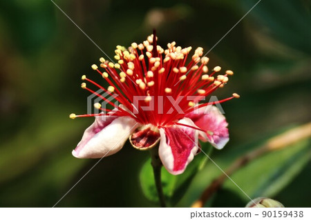 Feijoa's flower Feijoa's flower 90159438