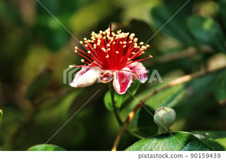 Feijoa flowers and buds 90159439