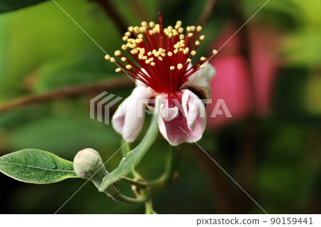 Feijoa flowers and buds Feijoa flowers and buds 90159441
