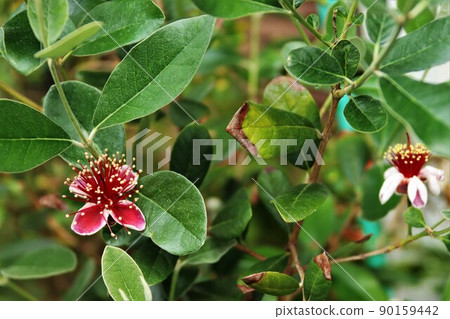 Feijoa's flower 90159442