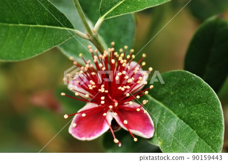 Feijoa's flower 90159443