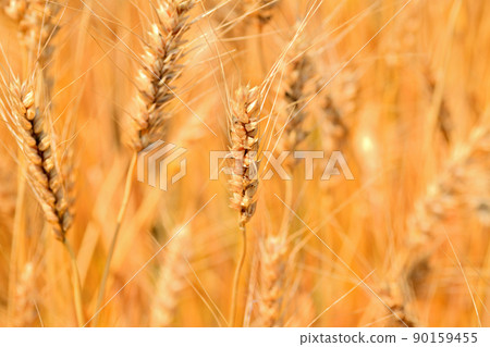 Yellow ripe wheat ears Yellow ripe wheat ears 90159455