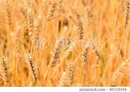 Yellow ripe wheat ears 90159456