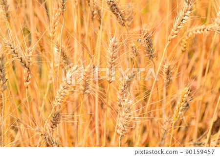 Yellow ripe wheat ears 90159457