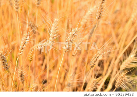 Yellow ripe wheat ears Yellow ripe wheat ears 90159458