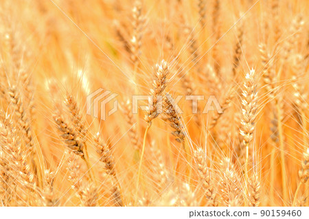 Yellow ripe wheat ears Yellow ripe wheat ears 90159460