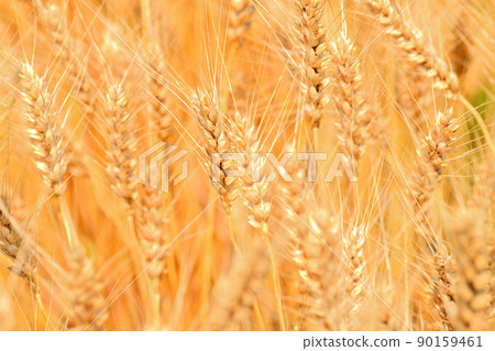 Yellow ripe wheat ears Yellow ripe wheat ears 90159461